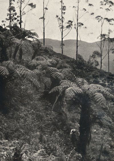 Baumfarne tAlsophila غطت UA ، 1926 بواسطة غير معروف