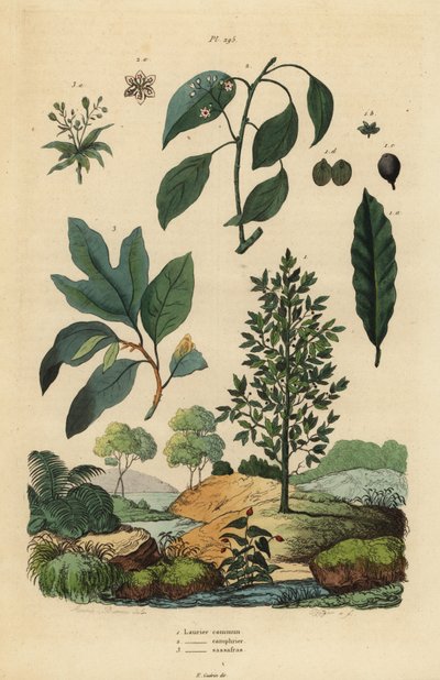 غار الغار ، Laurus nobilis 1 ، شجرة الكافور ، Cinnamomum camphora 2 ، و sassafras ، Sassafras albidum 3 بواسطة غير معروف