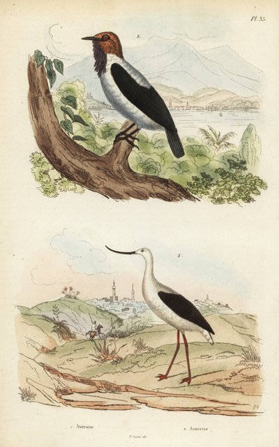 طائر الجرس الملتحي ، Procnias Averano ، و avocet الأمريكي ، Recurvirostra americana بواسطة غير معروف
