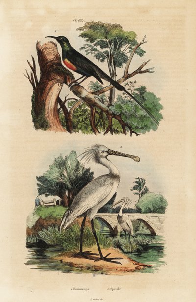 طائر الشمس الجميل ، Cinnyris pulchella ، و spoonbill الشائع ، Platalea leucorodia بواسطة غير معروف