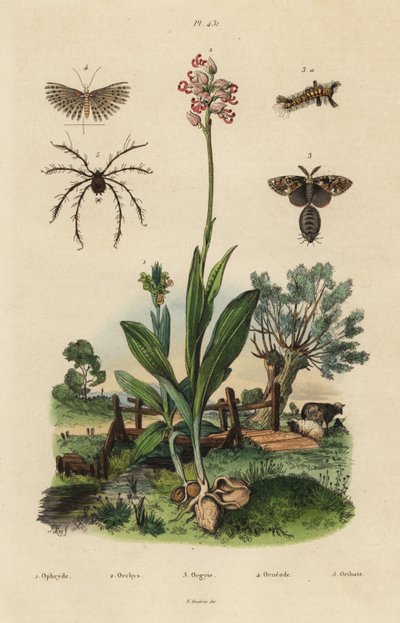 أوركيد النحل ، Ophrys apifera 1 ، Monkey Orchid ، Orchis simia 2 ، عثة Tussock صدئة ، Orgyia Antiqua 3 ، عشرين عمودًا ، Alucita hexadactyla 4 ، و Oribata geniculata mite 5 بواسطة غير معروف
