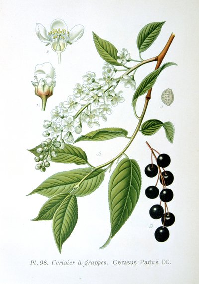 طائر الكرز ، 1893 بواسطة غير معروف