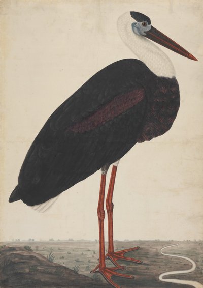 اللقلق الأسود في منظر طبيعي ، كاليفورنيا. 1780. بواسطة غير معروف