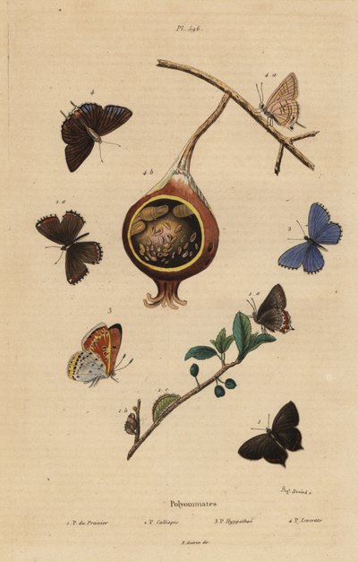 فراشة تسريحات الشعر السوداء ، Satyrium pruni 1 ، الفراشة الزرقاء الشائعة ، Polyommatus icarus 2 ، النحاس ذو الحواف الأرجوانية ، Lycaena hippothoe 3 ، والجوافة الزرقاء الشائعة ، Virachola isocrates 4. Polyommates du prunier ، calliopsis ، hyppothee ، isocra بواسطة غير معروف