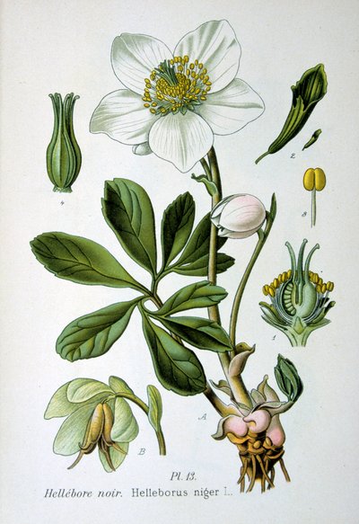 خربق أسود ، 1893 بواسطة غير معروف