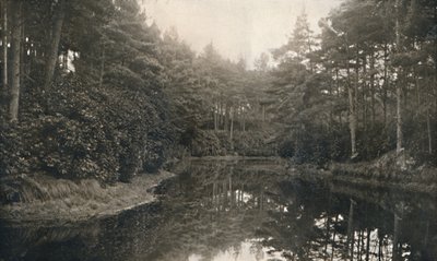 Branksome Chine and Lake ، c1910 بواسطة غير معروف
