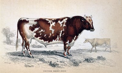 القرن البريطاني القصير ، 1839 بواسطة غير معروف