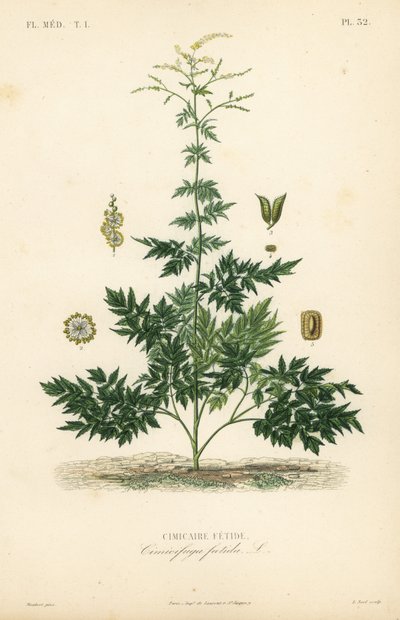 Bugbane or cohosh, Actaea cimicifuga, Cimicifuga foetida, Cimicaire fetide بواسطة غير معروف