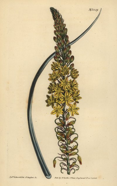 Asphodeloides بصيلة نباتية (نباتات زرق نباتية ، Anthericum longiscapum) بواسطة غير معروف