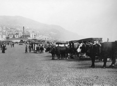 عربات بولوك ، ماديرا ، البرتغال ، c1920s-c1930s بواسطة غير معروف