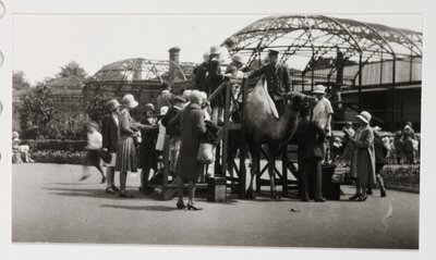 ركوب الجمل عام 1930 بواسطة غير معروف