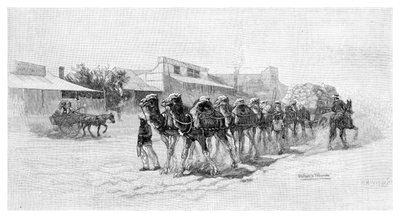 فريق الجمل ، Wilcannia ، نيو ساوث ويلز ، أستراليا ، 1886 بواسطة غير معروف