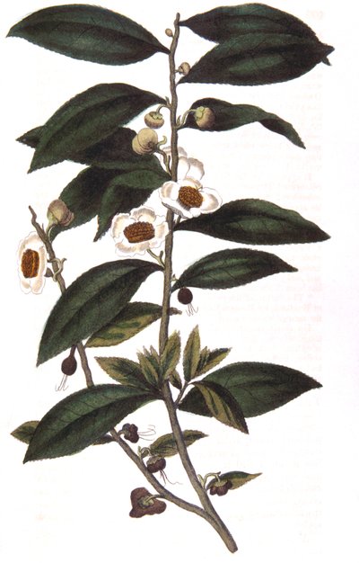 كاميليا سينينسيس - نبات الشاي ، 1823 بواسطة غير معروف