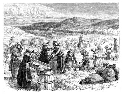 نساء كيب كود يقمن بفرز التوت البري وفرزه ، 1875 بواسطة غير معروف