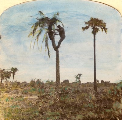 الكابتن عثمان يطلق النار من شجرة بمساعدة الأشرطة ، الهند ، 1900s بواسطة غير معروف