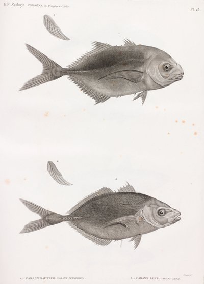 Caranx Sauteur & Caranx Lune بواسطة غير معروف