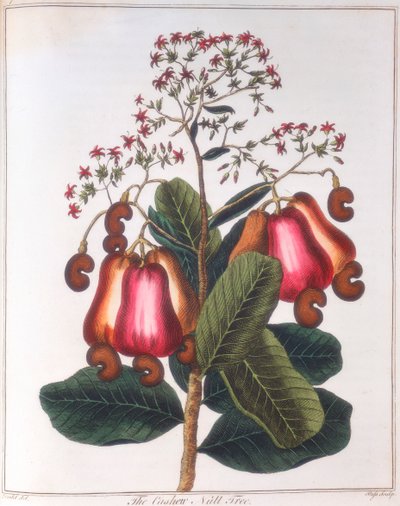 جوز الكاجو - Anacardium occidentale، c1798 بواسطة غير معروف