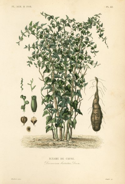 اليام الصيني أو كرمة القرفة ، Dioscorea polystachya ، Dioscorea batatas ، Igname de Chine بواسطة غير معروف