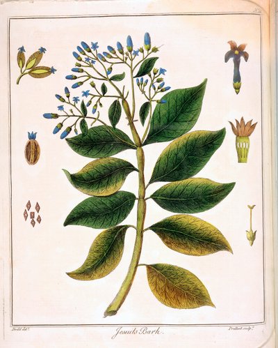 Cinchona Jesuits أو لحوم بيرو 1795 بواسطة غير معروف