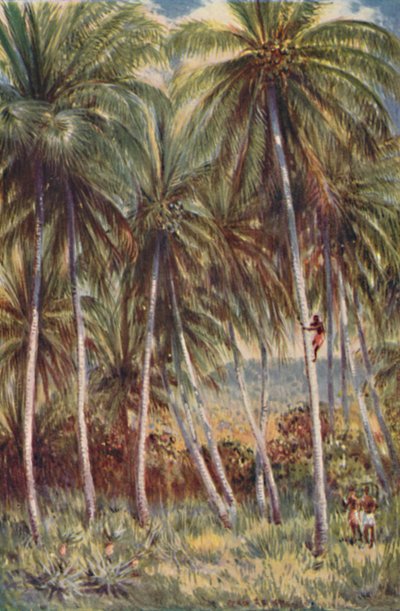 Coco-Nut Palms في شمال كوينزلاند ، 1923. بواسطة غير معروف