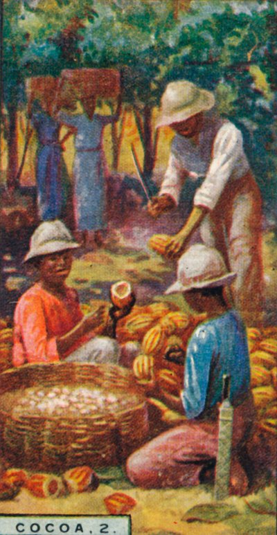 الكاكاو ، 2. - افتتاح القرون ، ترينيداد ، 1928 بواسطة غير معروف