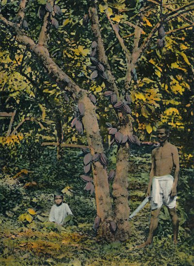 الكاكاو في محمل كامل ، ترينيداد وتوباغو ، c1914. بواسطة غير معروف