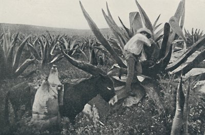 جمع ماء العسل من Maguey ، 1916 بواسطة غير معروف