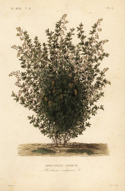 البرباريس المشتركة ، Berberis vulgaris ، Epine-vinette Commune بواسطة غير معروف