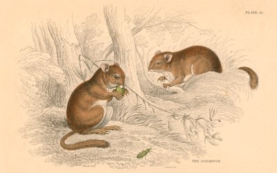 المسكن المشترك Muscardinus arvellanarius ، القوارض السباتية ، 1828 بواسطة غير معروف