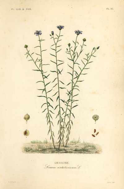 الكتان الشائع أو بذر الكتان ، Linum usitatissimum بواسطة غير معروف