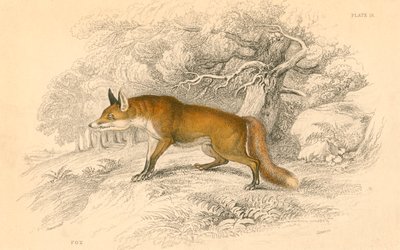 الثعلب المشترك أو الأحمر Vulpes vulpes ، 1828 بواسطة غير معروف