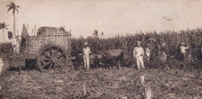 Corte de Canna. - جمع قصب السكر. كوبا ، c1900 بواسطة غير معروف