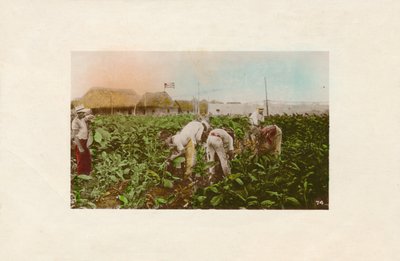 حصاد التبغ. - مزرعة تبغ ، ج .1910 بواسطة غير معروف