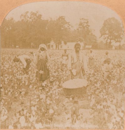 قطف القطن ، c1900 بواسطة غير معروف