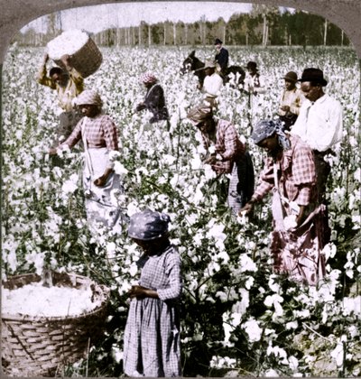 القطن هو ملك - مشهد مزرعة مع جامعي في العمل. جورجيا ، c1900 بواسطة غير معروف