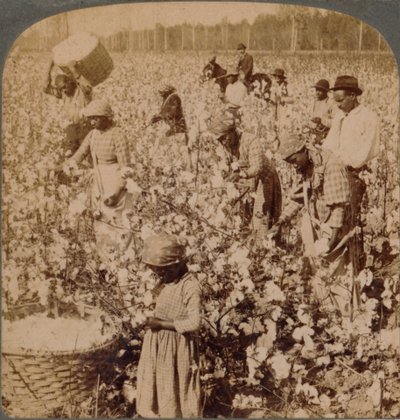 القطن هو ملك - مشهد مزرعة مع جامعي في العمل. جورجيا ، c1900 بواسطة غير معروف