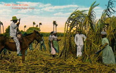 كوبا: Corte de Cana. قطع قصب السكر ، c1910 بواسطة غير معروف