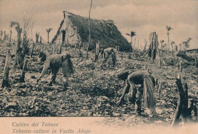 زراعة التبغ. ثقافة التبغ في Vuelta Abajo ، c1900 بواسطة غير معروف