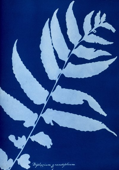 النوع السماوي من Diplazium grandifolium بواسطة غير معروف
