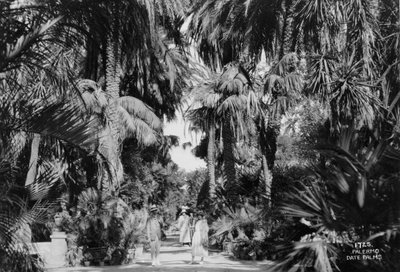 النخيل ، باليرمو ، صقلية ، إيطاليا ، c1920s-c1930s بواسطة غير معروف