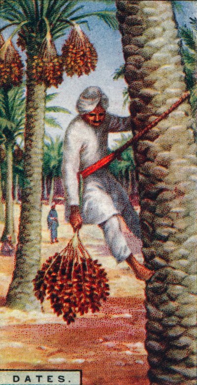 تواريخ. - جمع الفاكهة ، شمال إفريقيا ، 1928 بواسطة غير معروف