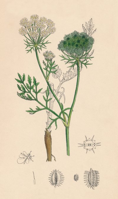 Daucus Carota. الجزرة البرية ، القرن التاسع عشر بواسطة غير معروف