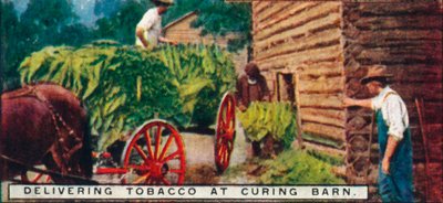توصيل التبغ في Curing Barn ، 1926 بواسطة غير معروف