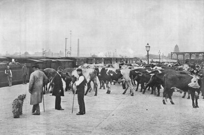 فصل الأبقار ، مستودع LNWR ، طريق يورك ، لندن ، c1903 1903 بواسطة غير معروف