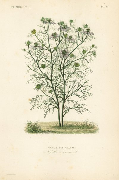 Devil-in-a-bush or love-in-a-mist، Nigella arvensis، Nigelle des Champs بواسطة غير معروف