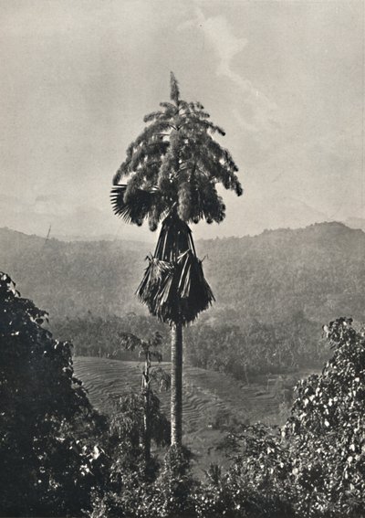 ال Talipotpalm Corypha umbracalifera في الدم ، 1926 بواسطة غير معروف