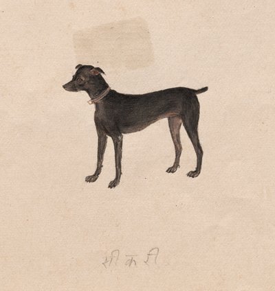 كلب ، 1800s. بواسطة غير معروف