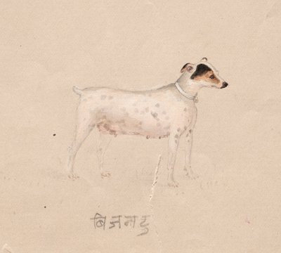 كلب ، 1800s. بواسطة غير معروف