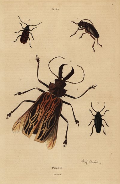 مفارقة Dorysthenes 1 ، Macrodontia cervicornis ، الضعيفة 2 ، Elateropsis lineatus 3 و Prionus versicolor 4 بواسطة غير معروف