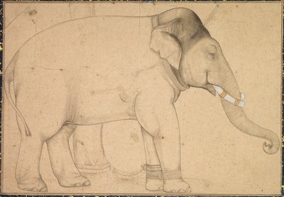 رسم فيل ، ج. 1700. بواسطة غير معروف